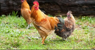 Which Chicken Breed is Right for Your Homestead?