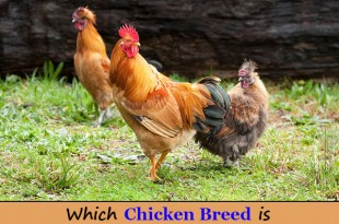 Which Chicken Breed is Right for Your Homestead?