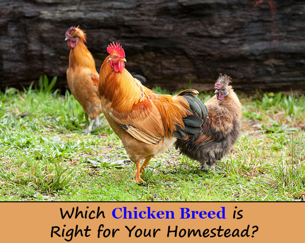 Which Chicken Breed is Right for Your Homestead?
