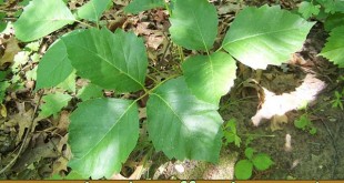 16 Simple, Effective, and Natural Poison Ivy Remedies