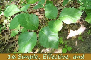 16 Simple, Effective, and Natural Poison Ivy Remedies