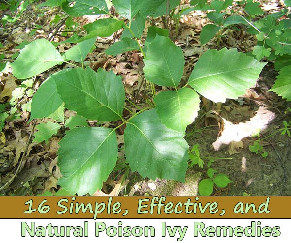 16 Simple, Effective, and Natural Poison Ivy Remedies