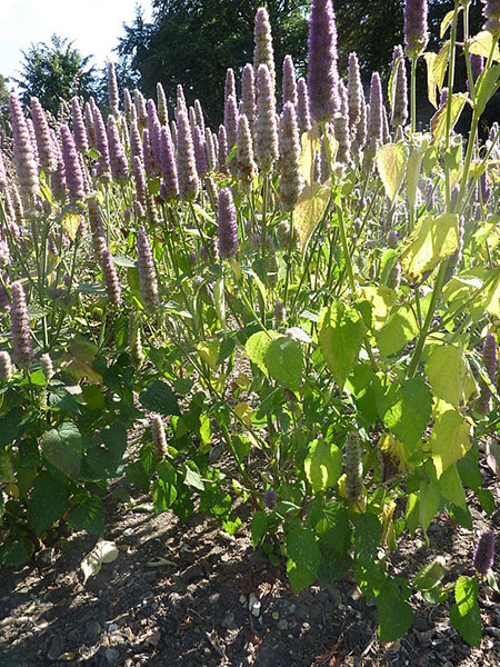 Anise Hyssop