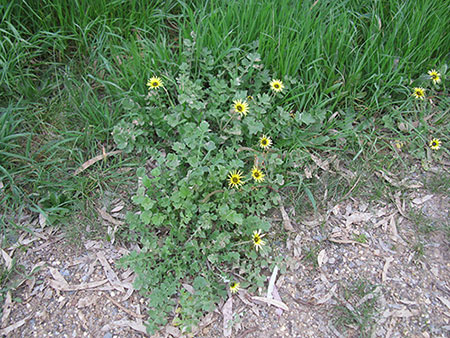 Calendula