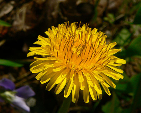 Dandelion