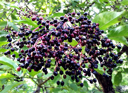 Elderberry