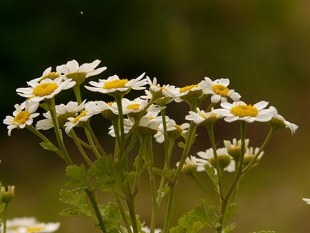 Feverfew Cure