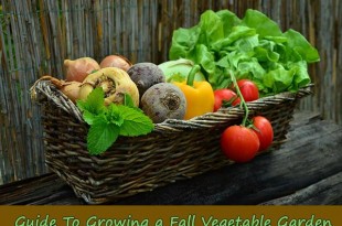 Guide To Growing a Fall Vegetable Garden