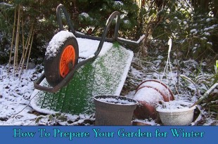 How To Prepare Your Garden for Winter
