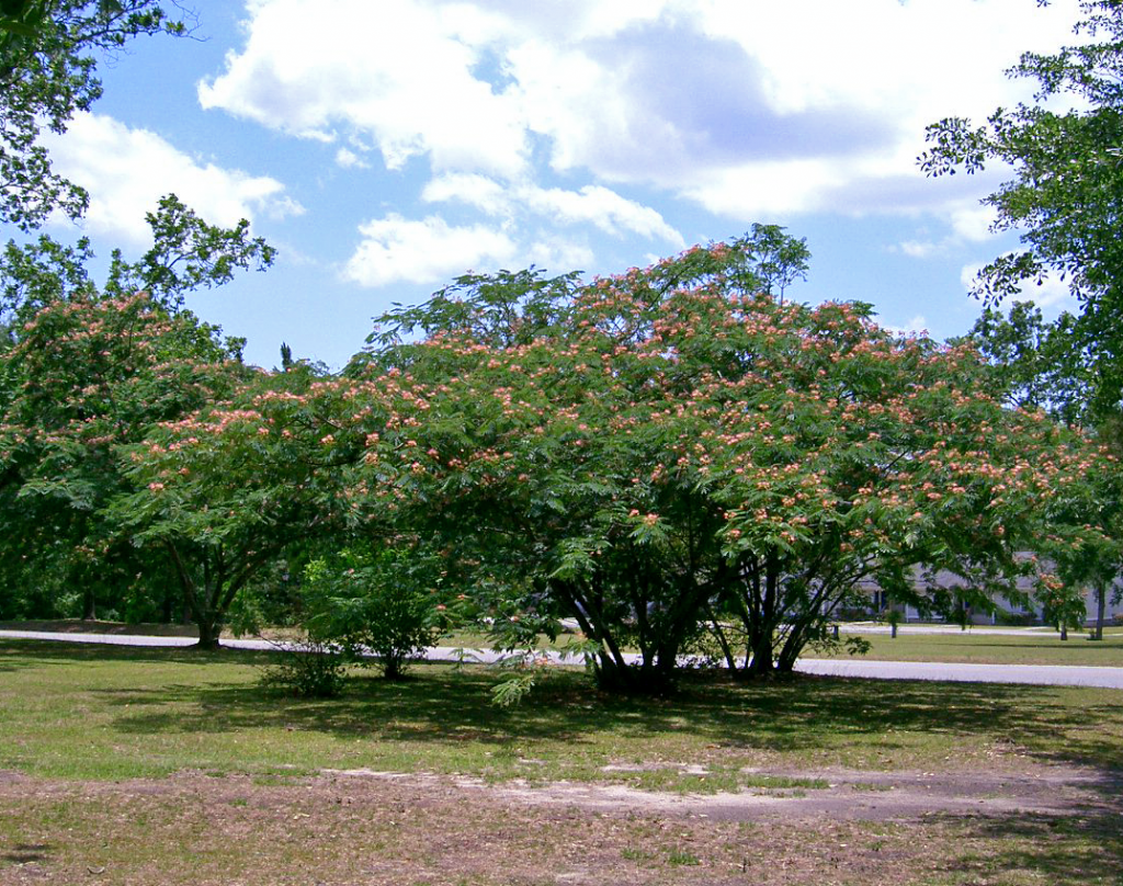 Mimosa-tree