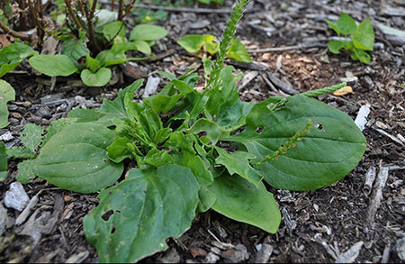 Plantain