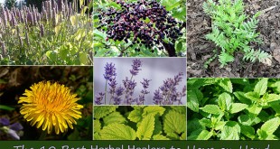 The 10 Best Herbal Healers to Have on Hand