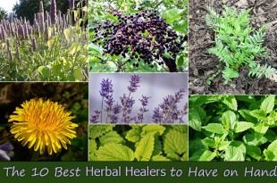 The 10 Best Herbal Healers to Have on Hand