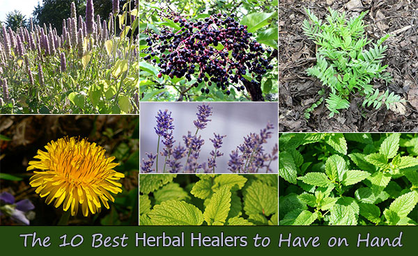 The 10 Best Herbal Healers to Have on Hand