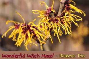 Wonderful Witch Hazel - Reasons This Herbal Remedy Should Be In Every Home