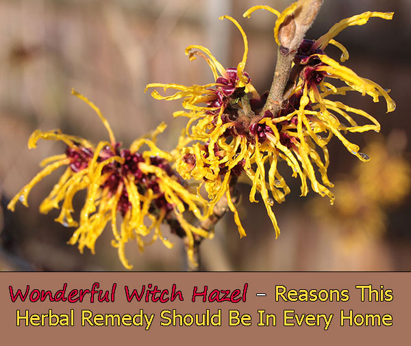 Wonderful Witch Hazel - Reasons This Herbal Remedy Should Be In Every Home