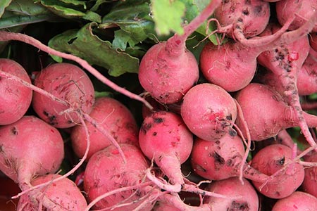 red radishes