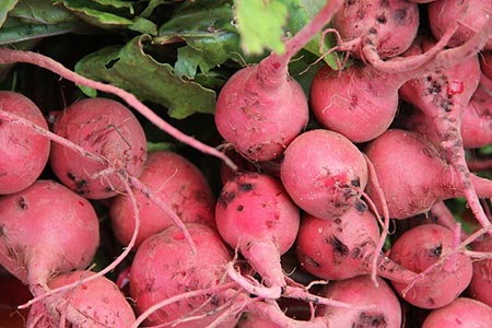  red radishes 