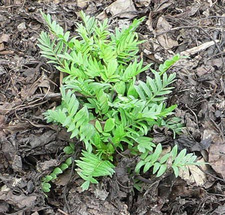 valerian root