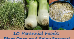 10 Perennial Foods: Plant Once and Enjoy Forever!