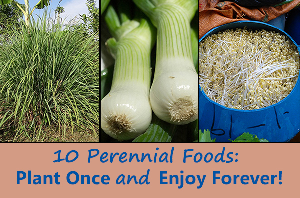10 Perennial Foods: Plant Once and Enjoy Forever!