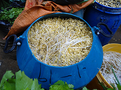 Bean Sprouts