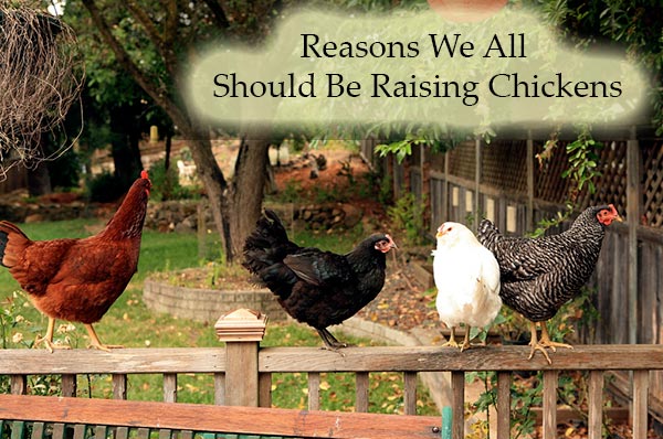 Reasons We All Should Be Raising Chickens