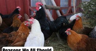 Should Be Raising Chickens