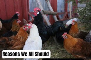 Should Be Raising Chickens