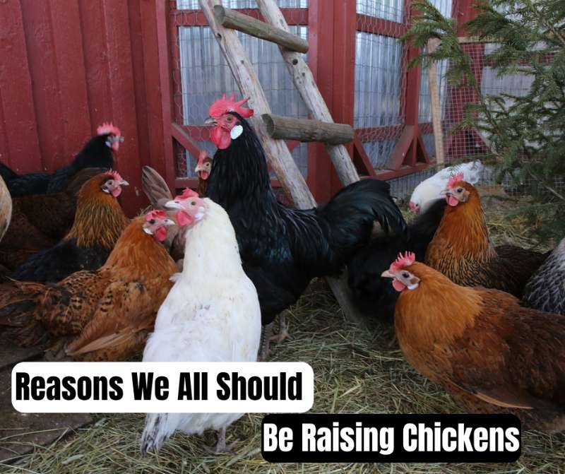 Should Be Raising Chickens