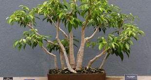 7 Houseplants That Improve Indoor Air Quality