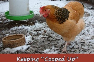 Keeping “Cooped Up” Chickens Warm in Winter