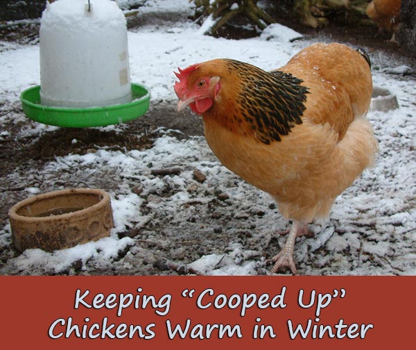 Keeping “Cooped Up” Chickens Warm in Winter 
