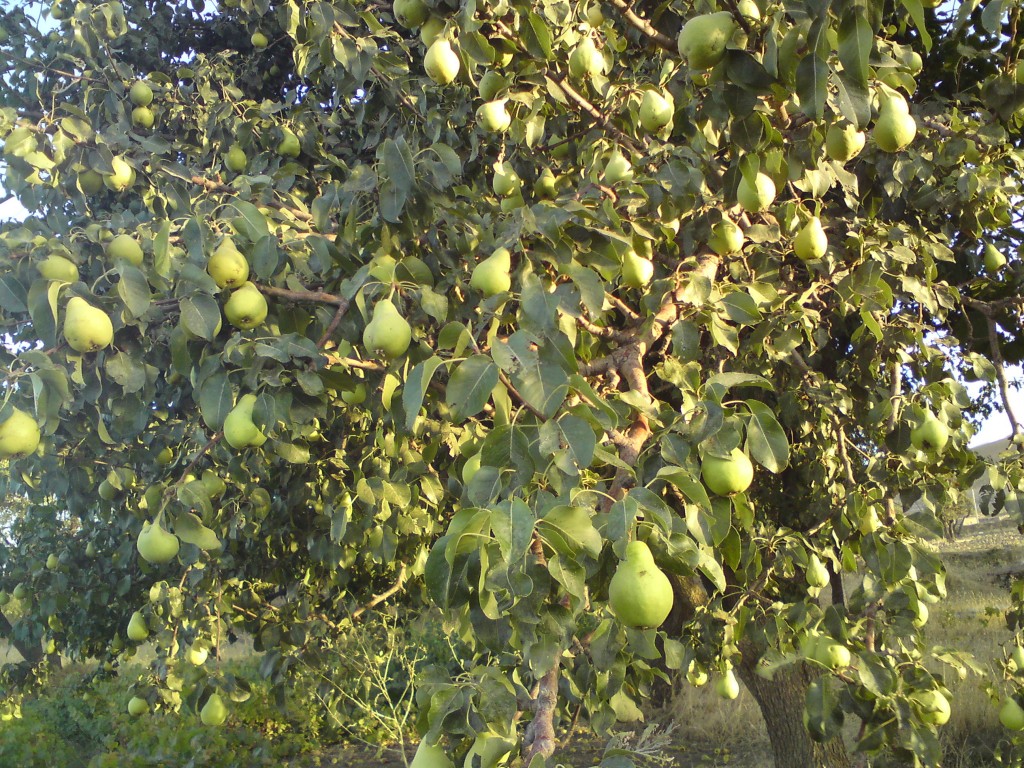  Pear trees 