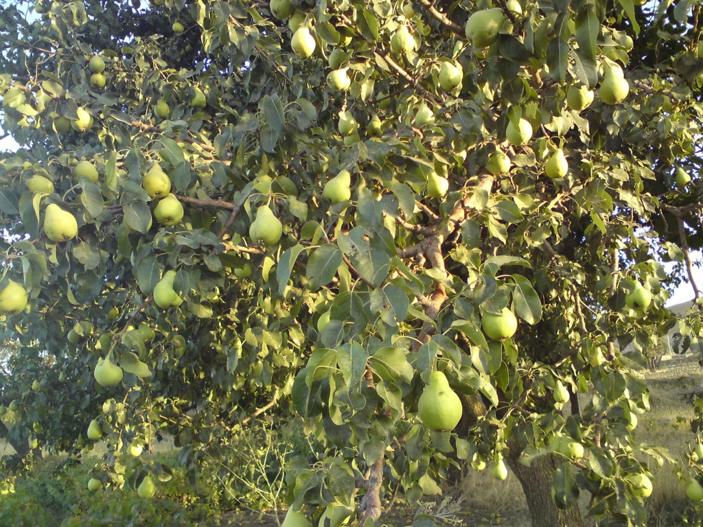 Pear trees