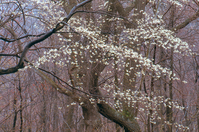 Serviceberry