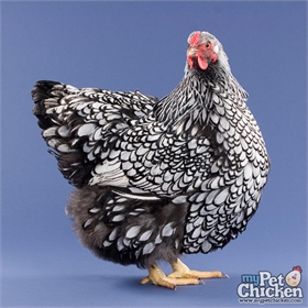 Silver Laced Wyandotte