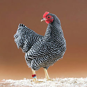 Barred Plymouth Rock Bantam