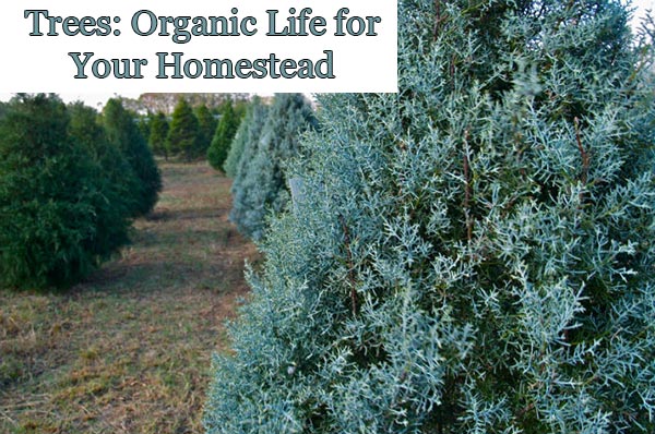 Trees: Organic Life for Your Homestead 
