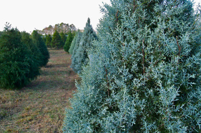 'Blue Sapphire' Cypress 