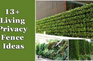 13 Living Privacy Fence Ideas