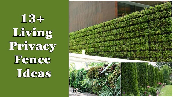 13 Living Privacy Fence Ideas