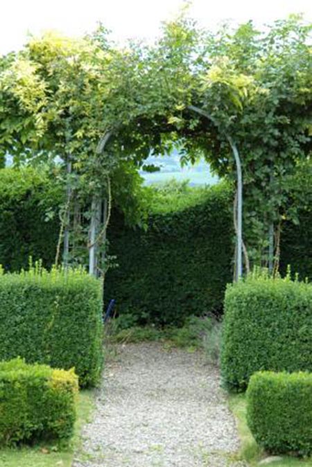 Best Shrubs for Privacy