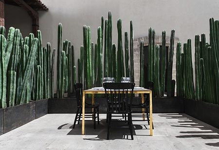 Cactus as Glamorous Privacy Fencing