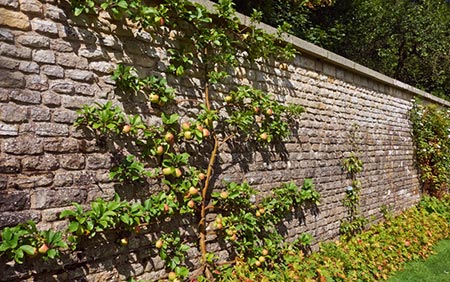 Grow a Fruit Tree edible wall