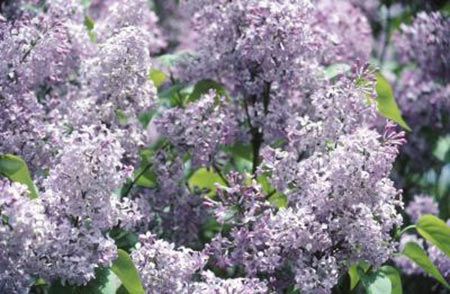 How Far Apart to Space Lilac Plants for a Hedge