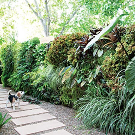 How to plant a lush living wall