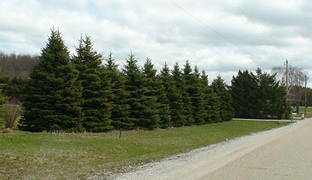 Plant pine trees as a living fence.