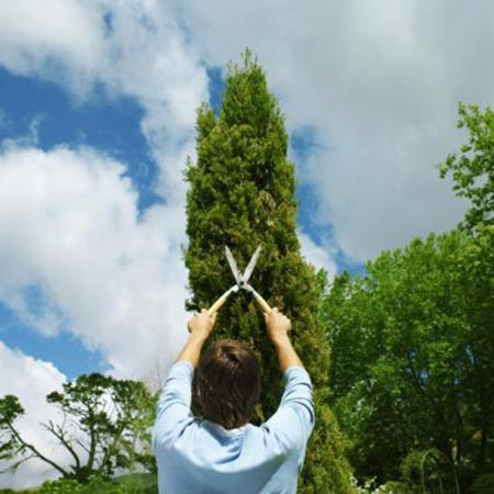 Trees That Make a Good Fence -