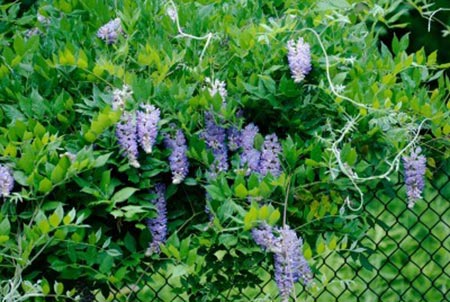 Using A Fast Growing Plant To Cover Fence